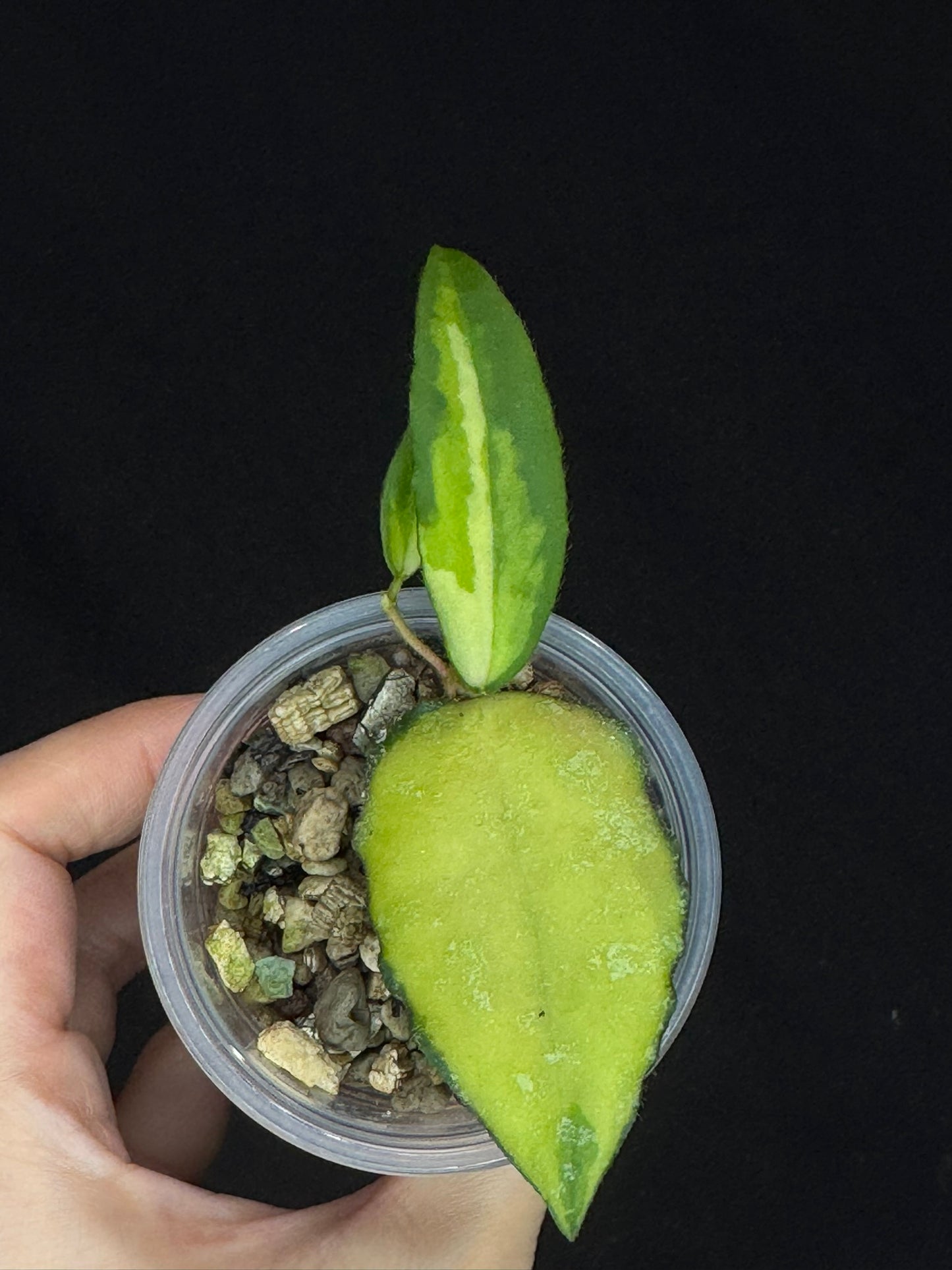 UNICORN🦄! Hoya caudata variegated, neon sunstress variegation color, super rare (Upgrade Shipping is recommended)