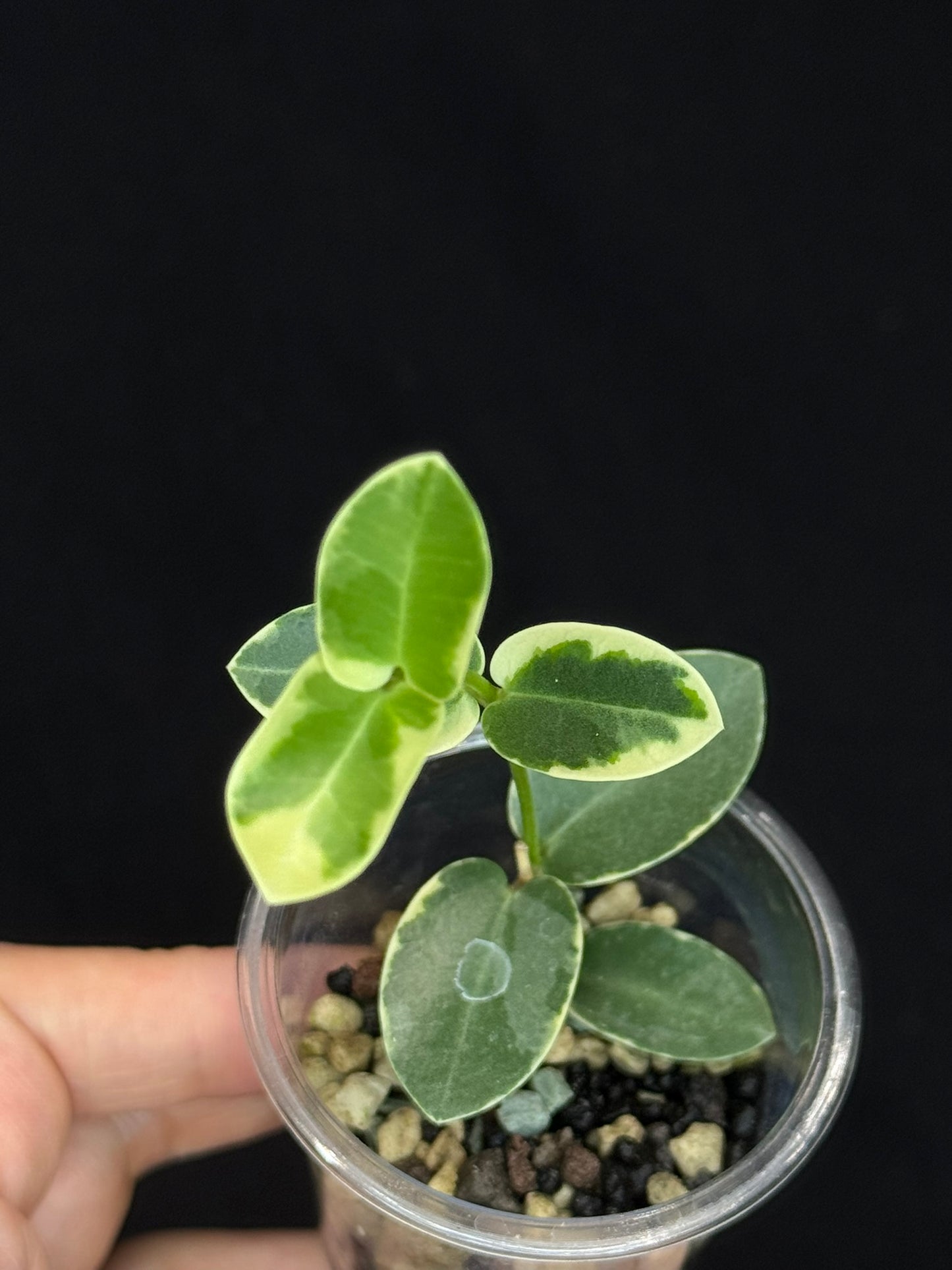 Hoya Cumingiana Albo Variegated, beautiful leaves, well-rooted