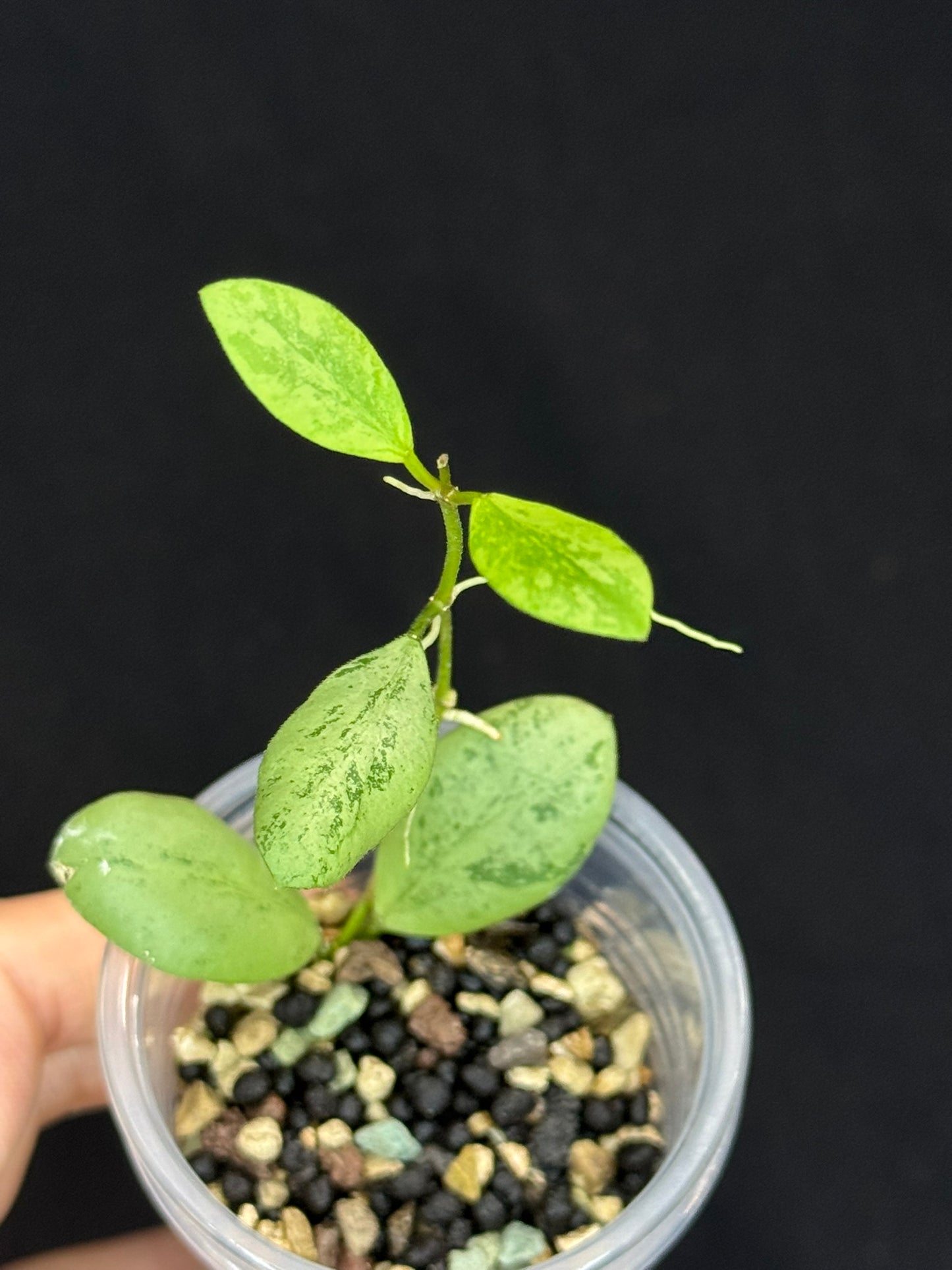 Hoya ets10 Silver, attracting small silver leaves, rare hoya