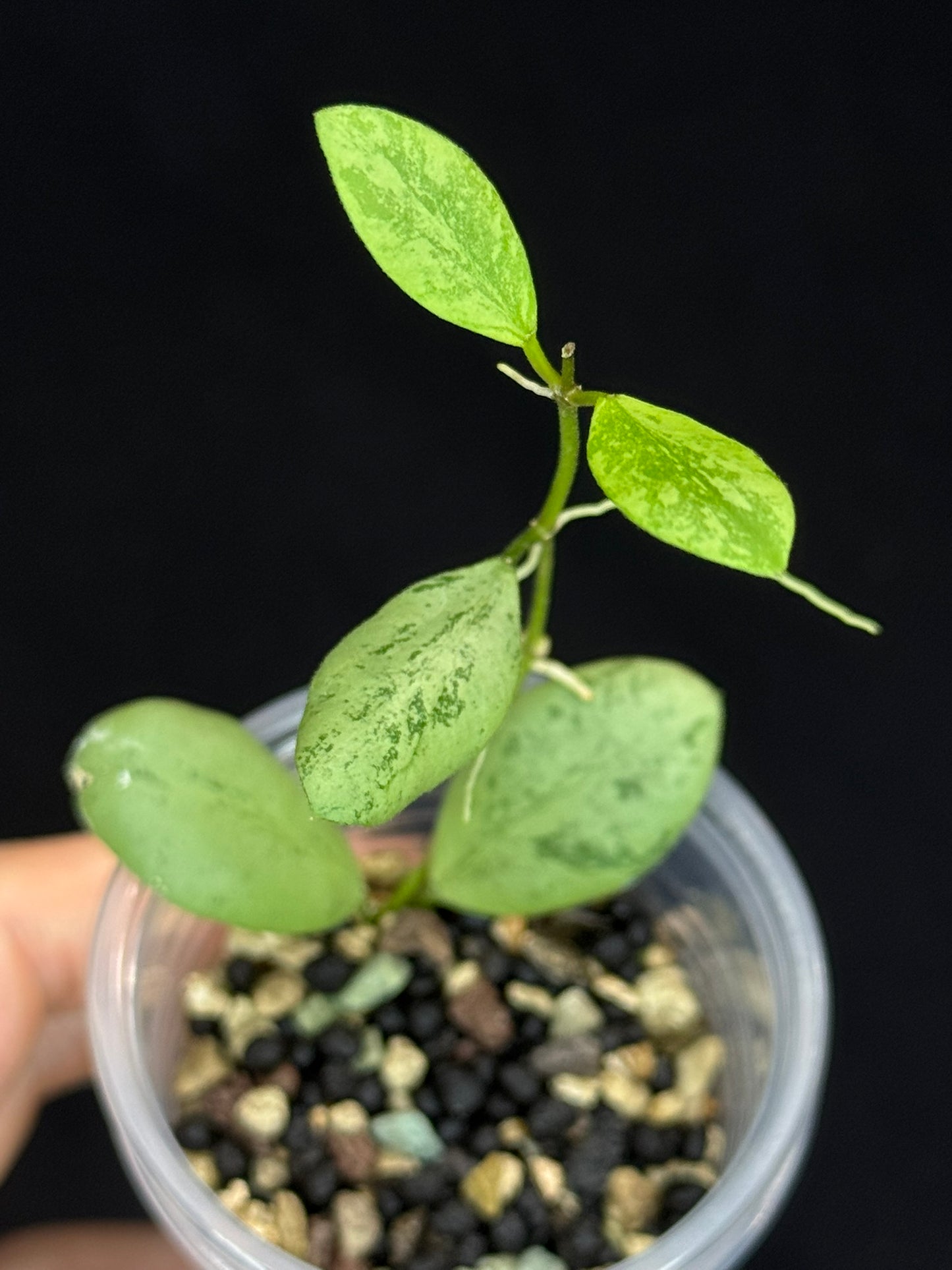 Hoya ets10 Silver, attracting small silver leaves, rare hoya