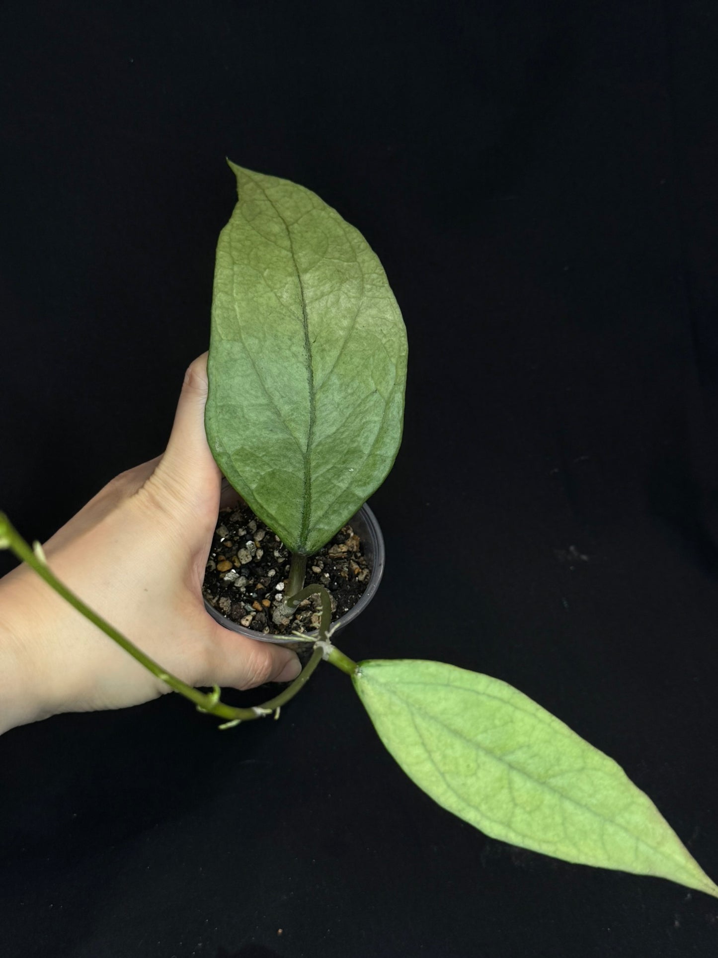 UNICORN🦄! Hoya germany silver (#B1), silvery light green leaves with new growth, rare