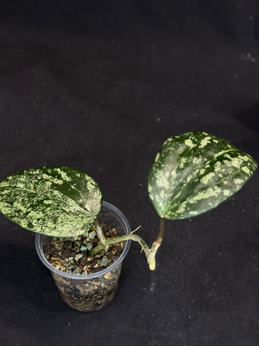 UNICORN🦄! Hoya latifolia ‘MRH’, nice silvery/splashy leaves, rare