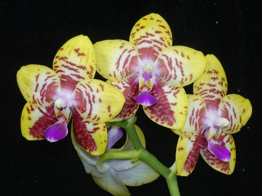 Phal. Orchid World "CH" (106), Mericlone / Fragrant