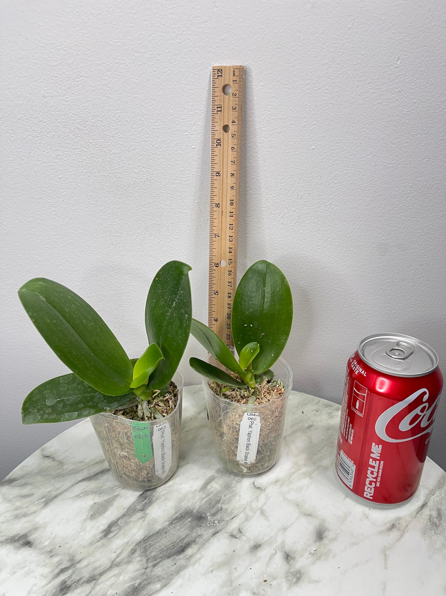 QMM062: Phal. Yaphon Black Snake #3