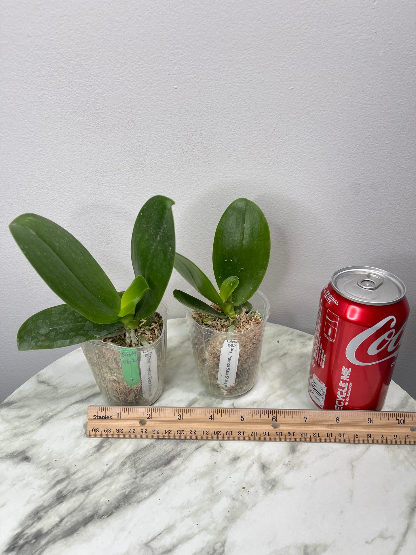 QMM062: Phal. Yaphon Black Snake #3