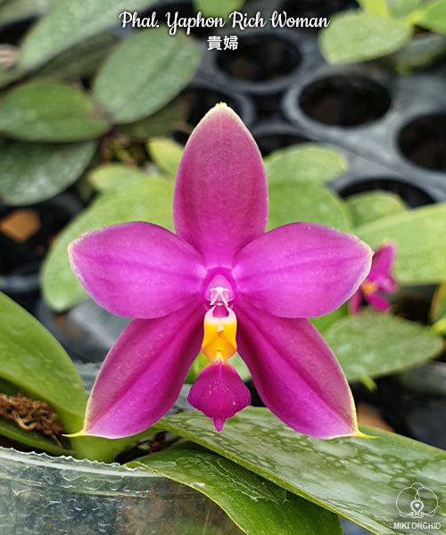 Phal. Ever Spring Prince – Welcome to Orchid Cultivators