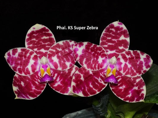 Phal KS Super Zebra 'Pylo' AM/AOS, Mericlone, Fragrance (405)