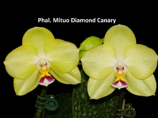Phal Mituo Diamond Canary, Mericlone, Fragrant (406)