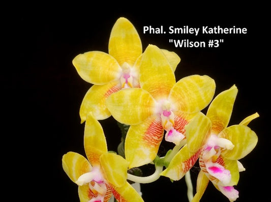 Phal Smiley Katherine 'Wilson #3', Mericlone, Fragrant (408)