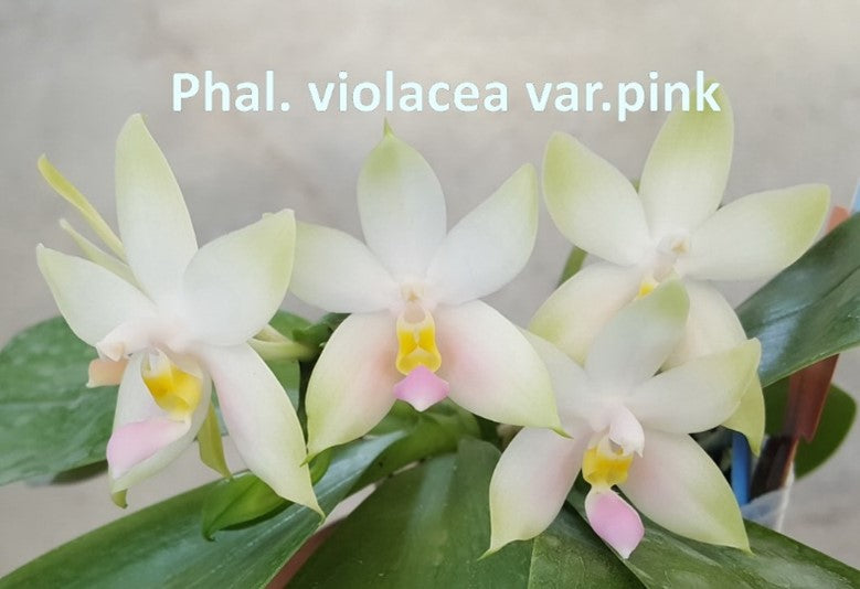 Phal violacea pink 'Wilson' , Mericlone, Fragrant (413)