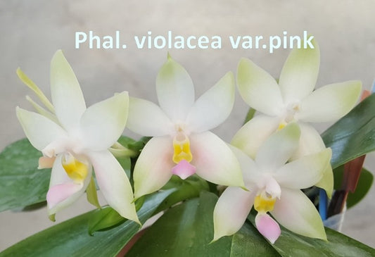 Phal violacea pink 'Wilson' , Mericlone, Fragrant (413)