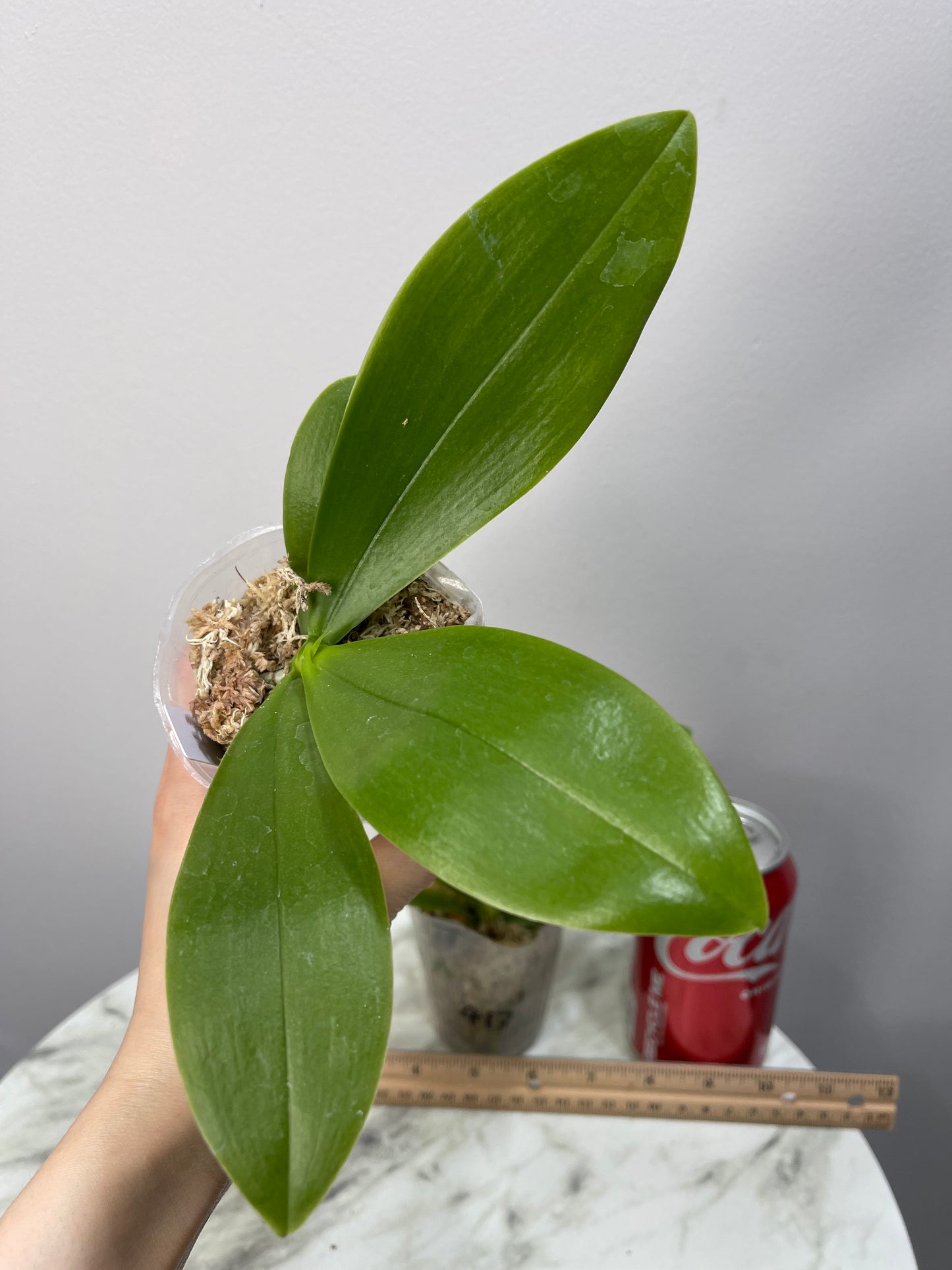 Phal violacea pink 'Wilson' , Mericlone, Fragrant (413)