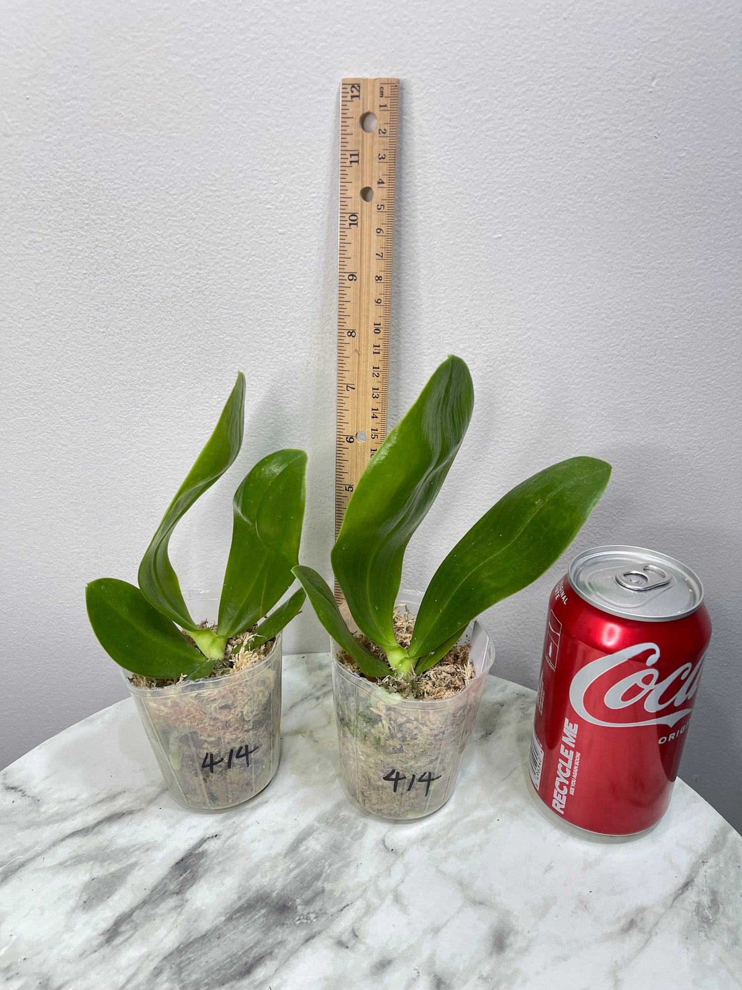 Phal Yaphon Gelacea, Mericlone, Fragrant (414)