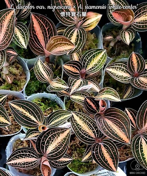 L. discolor var. nigrescens × A. siamensis 'white center', Jewel Orchid, gorgeous veining with red/cream (A5) center