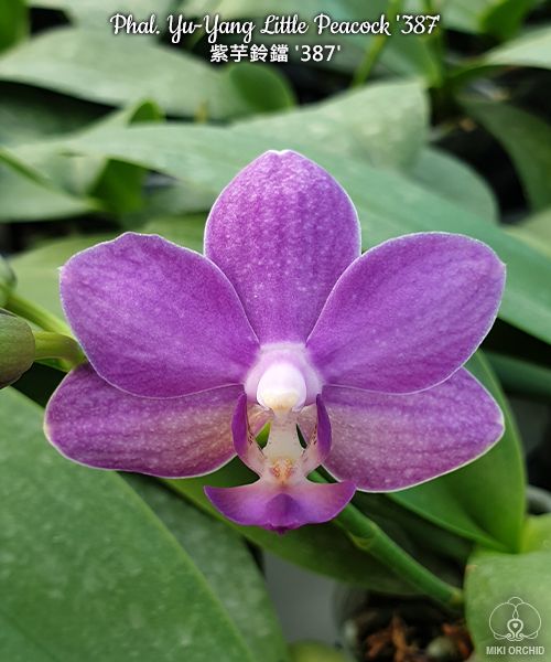 Phal Yu-Yang Little Peacock '387' (C09)