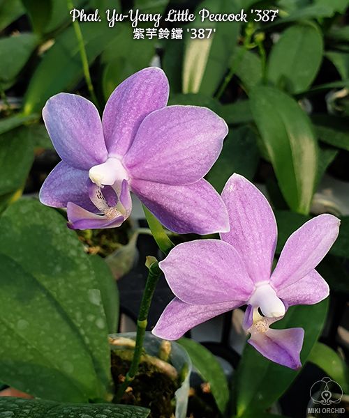 Phal Yu-Yang Little Peacock '387' (C09)