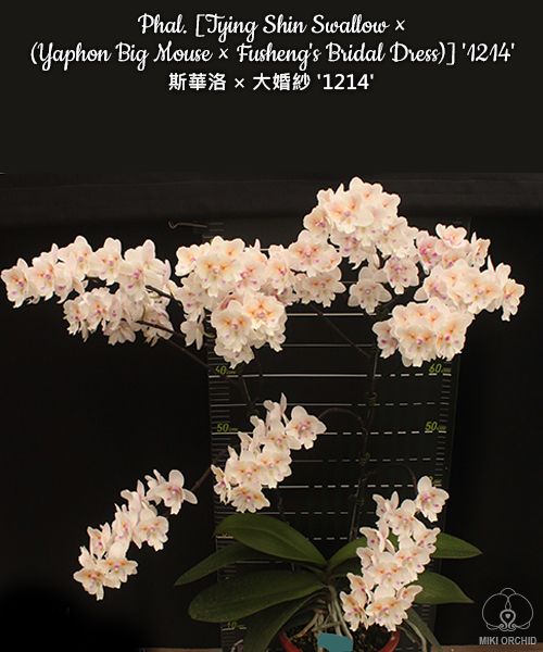 Phal [Tying Shin Swallow x (Yaphon Big Mouse x Fusheng's Bridal Dress)] '1214' (C10)