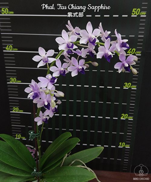 Phal Tzu Chiang Sapphire (C11)