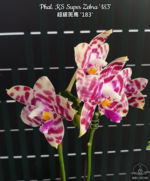 Phal KS Super Zebra '183' (C12)