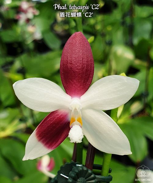 Phal tetraspis 'C2', random-color-pattern, rare, sequential-bloomer (C16)