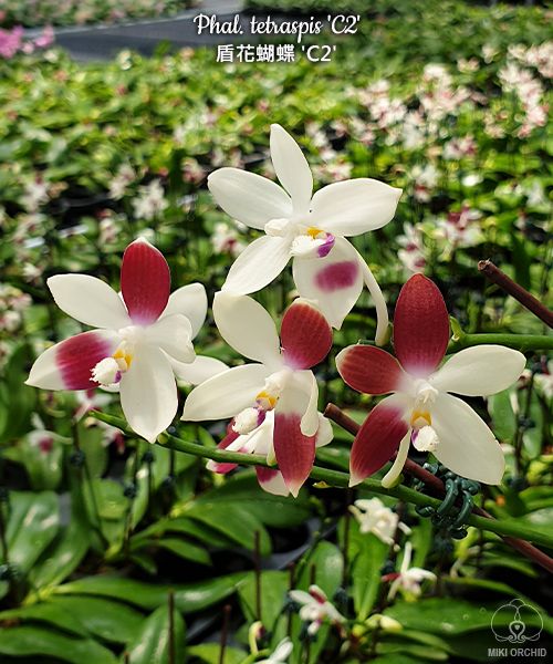 Phal tetraspis 'C2', random-color-pattern, rare, sequential-bloomer (C16)