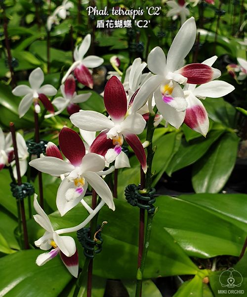 Phal tetraspis 'C2', random-color-pattern, rare, sequential-bloomer (C16)