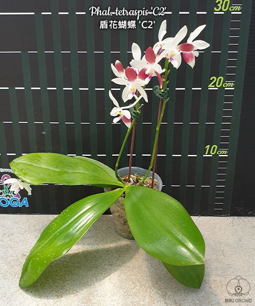 Phal tetraspis 'C2', random-color-pattern, rare, sequential-bloomer (C16)