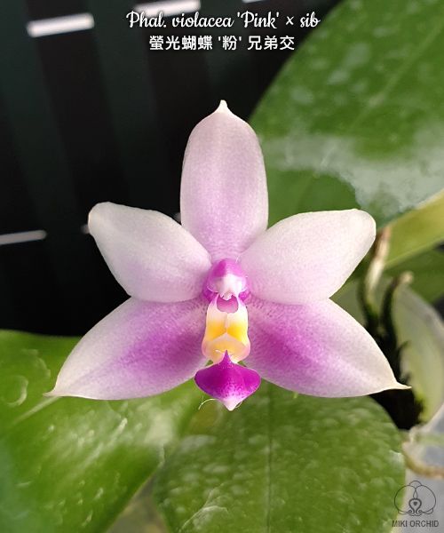 Phal violacea 'Pink' x sib (C20)