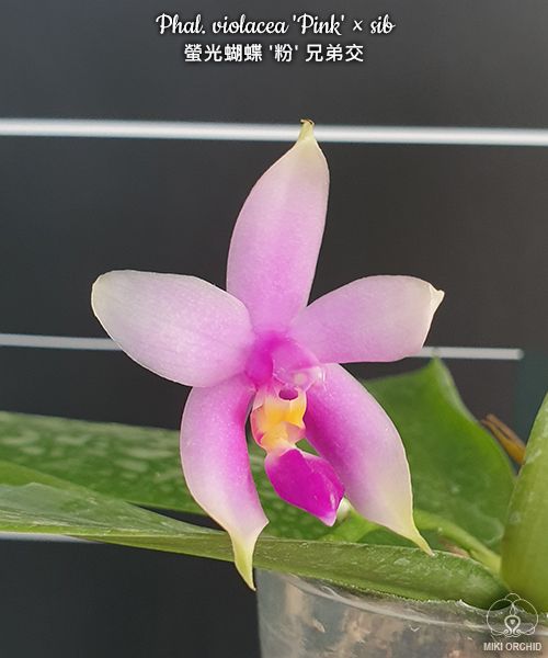 Phal violacea 'Pink' x sib (C20)