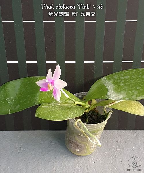 Phal violacea 'Pink' x sib (C20)