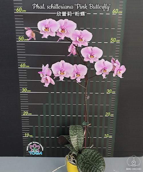 Phal schilleriana 'Pink Butterfly' AM/AOS