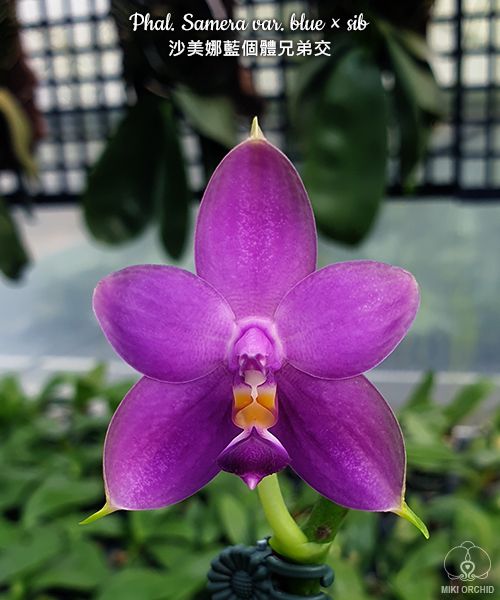 Phal Samera var. blue x sib (C24)