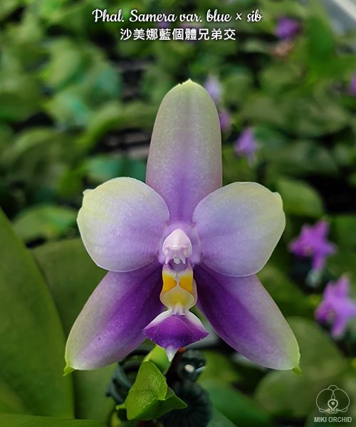 Phal Samera var. blue x sib (C24)