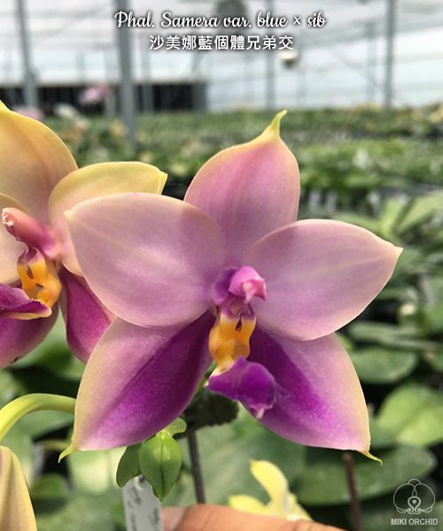 Phal Samera var. blue x sib (C24)