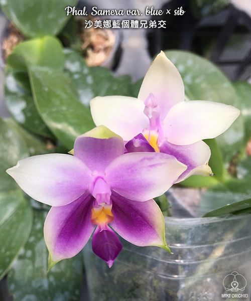 Phal Samera var. blue x sib (C24)