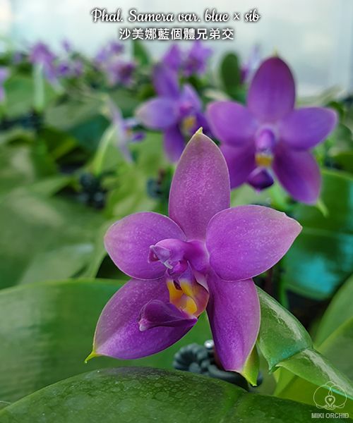 Phal Samera var. blue x sib (C24)