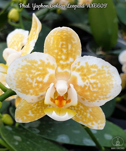 Phal Yaphon Golden Leopard 'AN6609' (C28), 1.7 inch