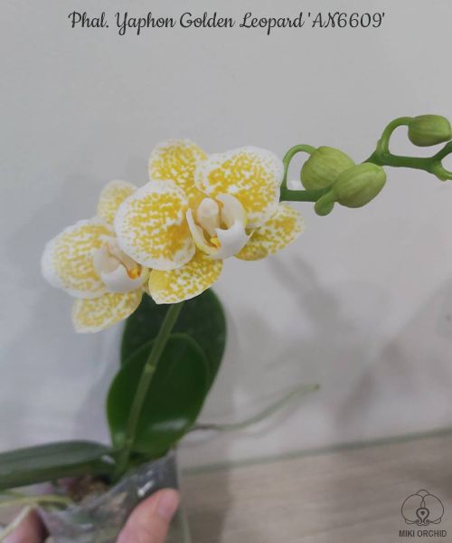 Phal Yaphon Golden Leopard 'AN6609' (C28), 1.7 inch