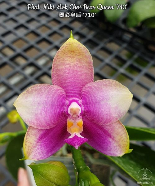 Phal Miki Mok Choi Bear Queen '710' (C38)