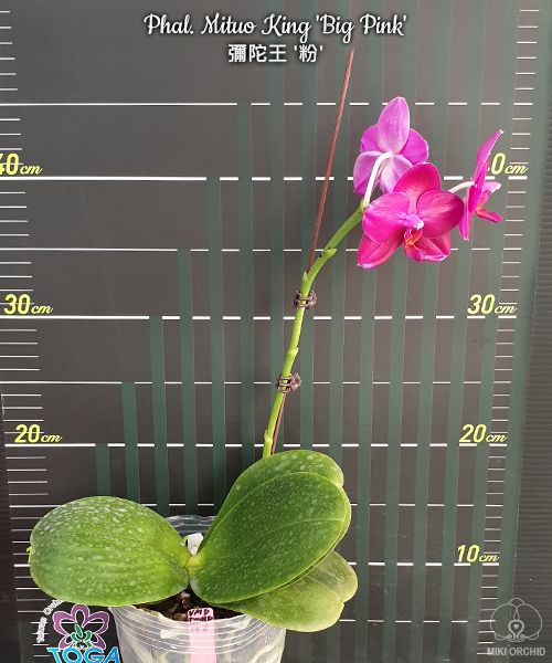 Phal Mituo King 'Big Pink', big flowers, fragrant, round leaves