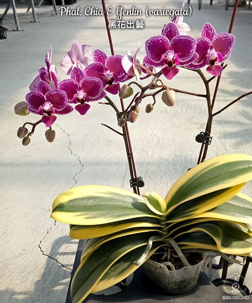 Phal Chia E Yenlin, High variegation, NOT EASY CARE ONE (C43)