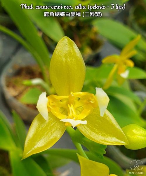 Phal. cornu-cervi var. alba (peloric - 3 lips), rare, 鹿角蝴蝶白變種 (三唇瓣) (D37)