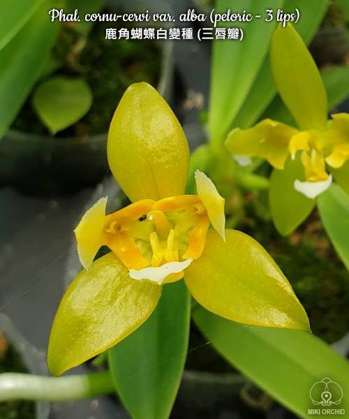 Phal. cornu-cervi var. alba (peloric - 3 lips), rare, 鹿角蝴蝶白變種 (三唇瓣) (D37)
