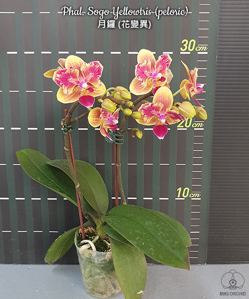 Phal Sogo Yellowtris (peloric) (C18)