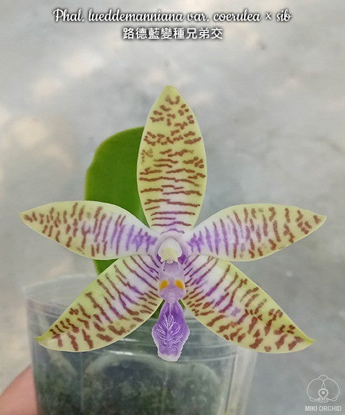 Phal lueddemanniana coerulea var. x sib 路德蓝变种兄弟交