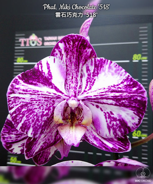 E48: Phal Miki Chocolate '518' 云石巧克力 '518‘