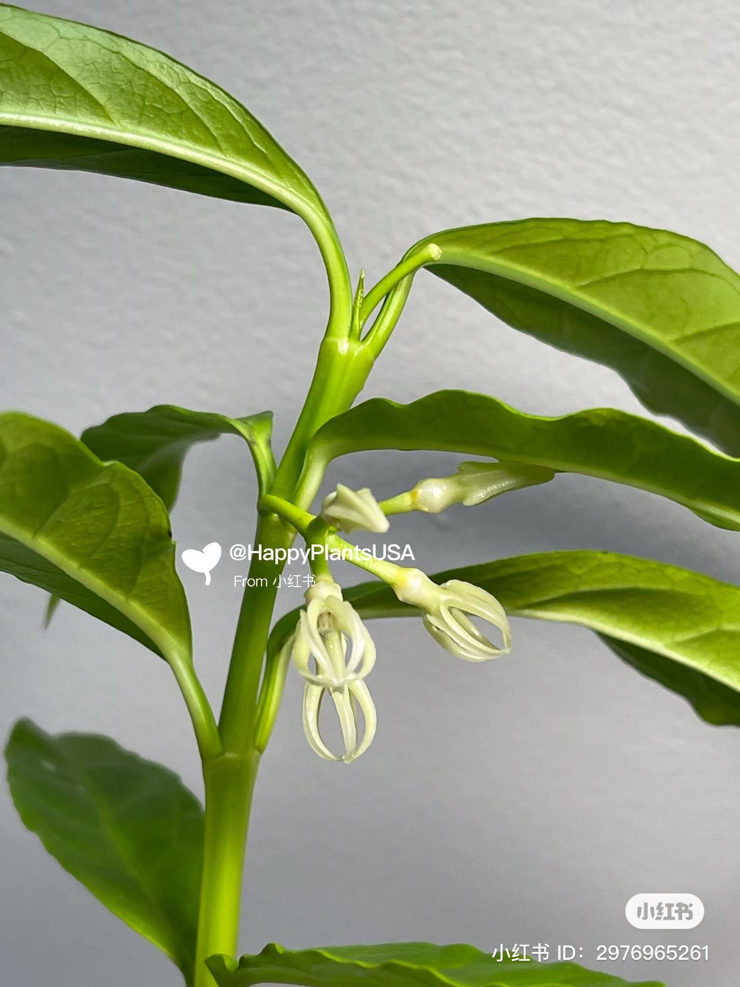Hoya Decipulae, special flowers