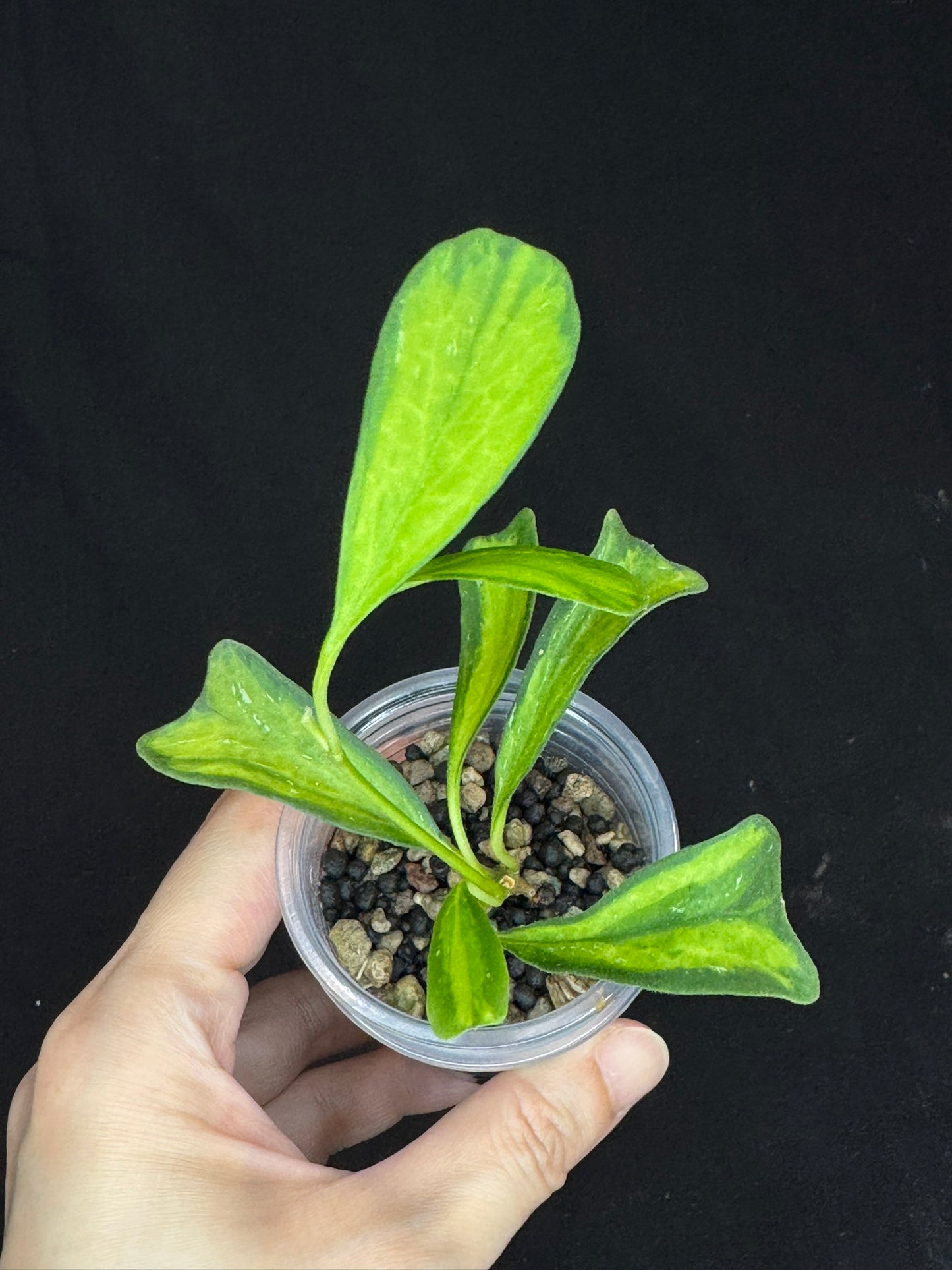 UNICORN🦄! hoya manipurensis variegated 'philo', nice variegation, rare