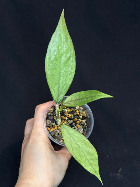 UNICORN🦄! Hoya germany silver, silvery light green leaves with new growth, rare