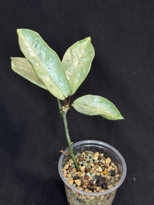 Hoya carnosa 'GREY GHOST', nice grey leaves